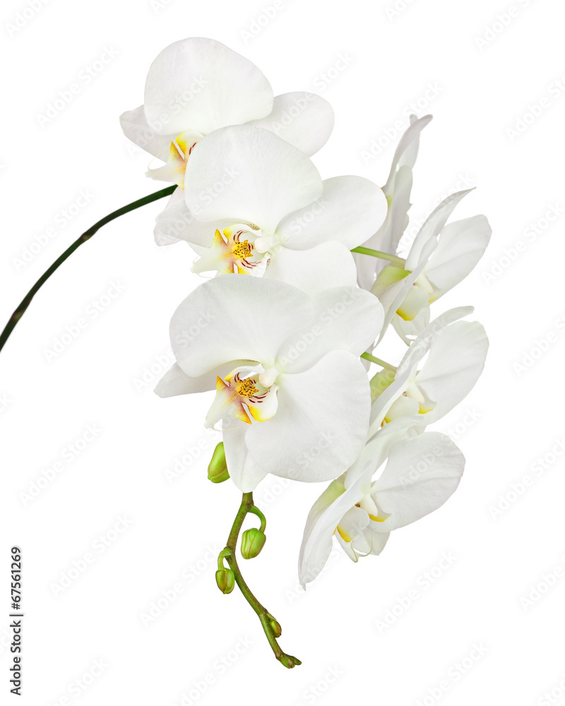 White orchid isolated on white background. - obrazy, fototapety, plakaty 