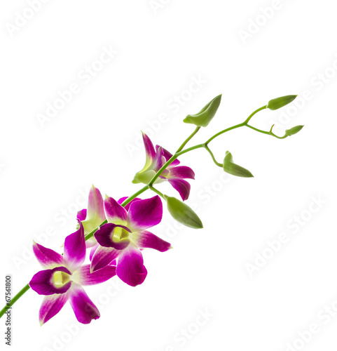 Orchind isolated white background