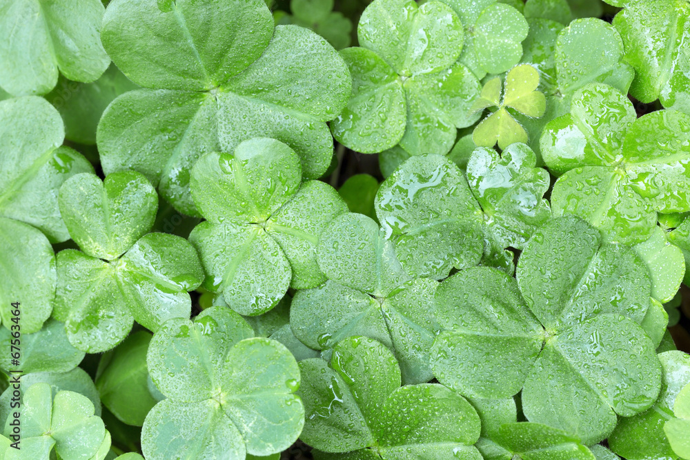 Clover Clover