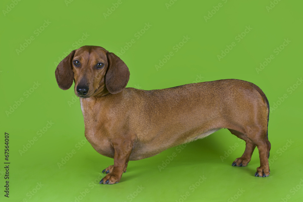 dachshund isolated on a colored background dachshund isolated on a colored background
