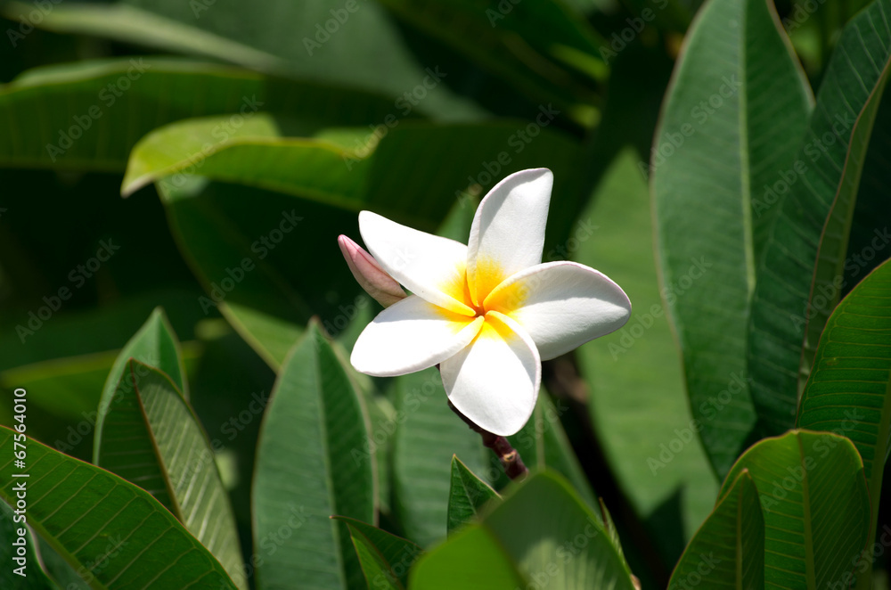 Fototapeta premium white plumeria flowers
