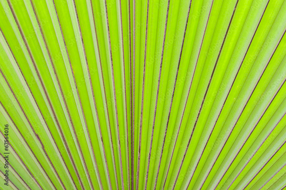 abstract of green palm leaf nature background abstract of green palm leaf nature background