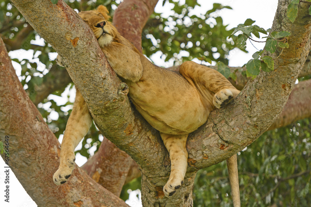 Young Male Lion Resting in a Tree after a Big Meal