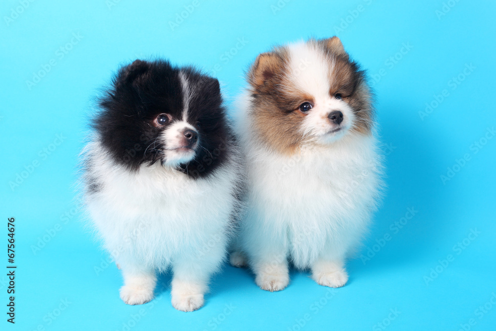 Spitz puppies