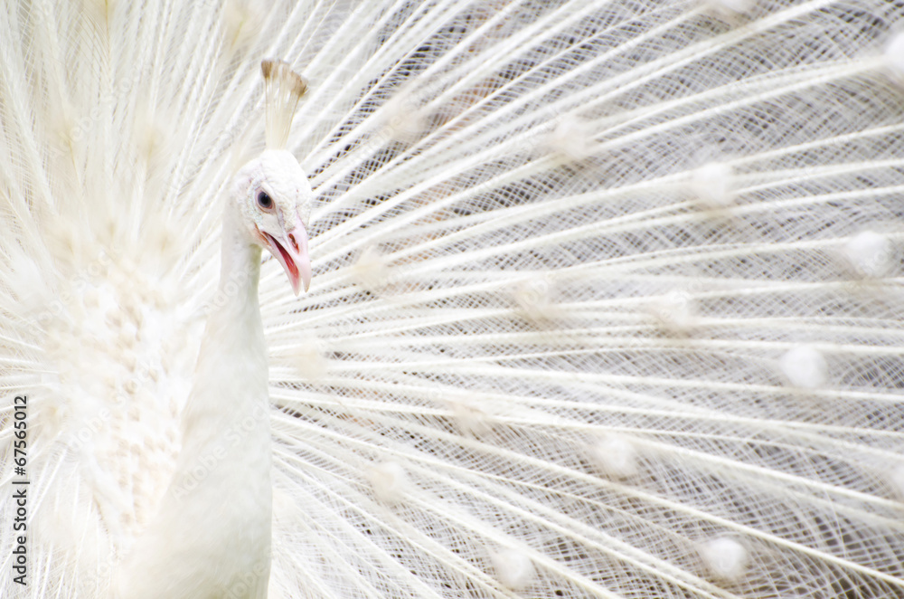 Fototapeta premium White peacock