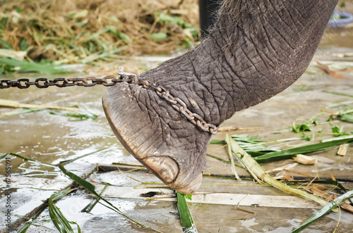 elephant's foot tied to a chain