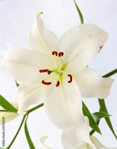 White lily