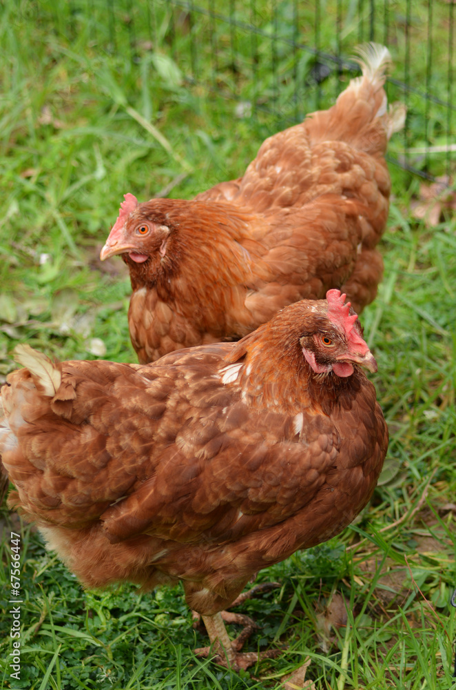 Domestic farm chicken