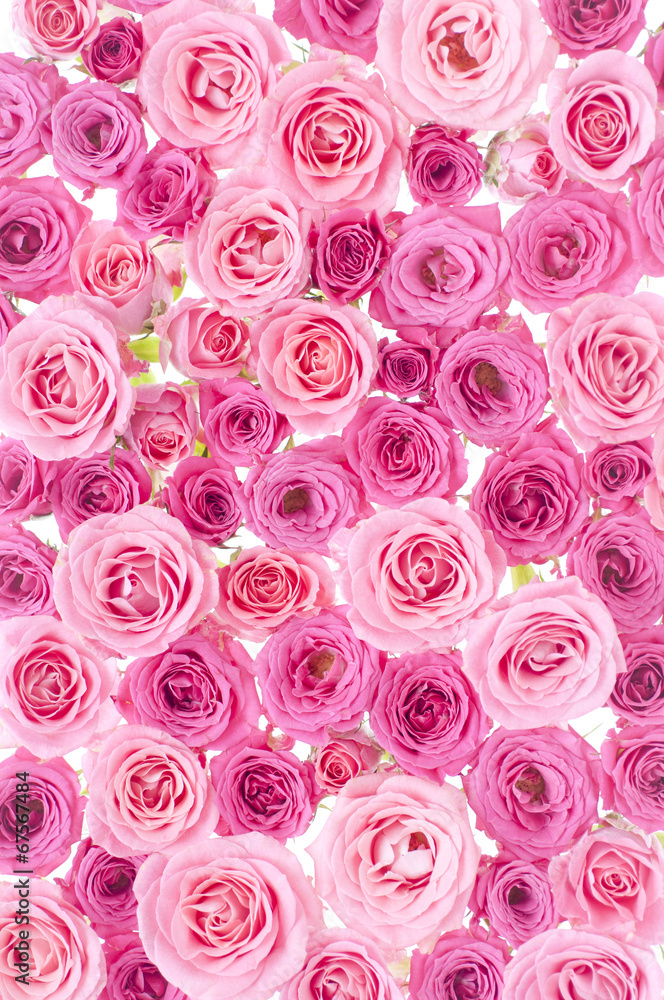 バラ ピンク 背景素材 Stock Photo Adobe Stock