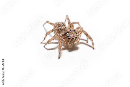 Super macro spider portrait