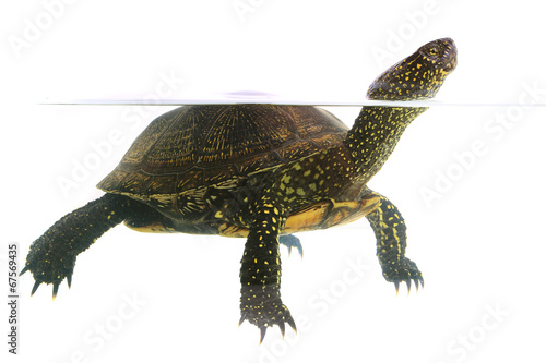 turtle photo