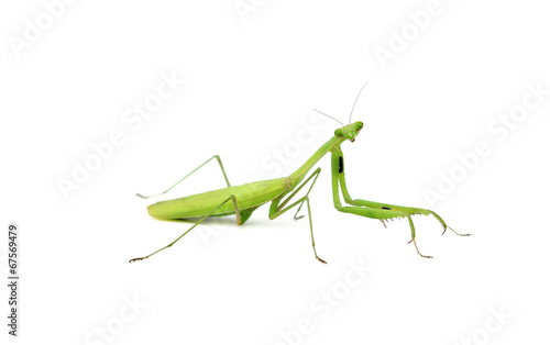 Green mantis isolated on a white background © evegenesis