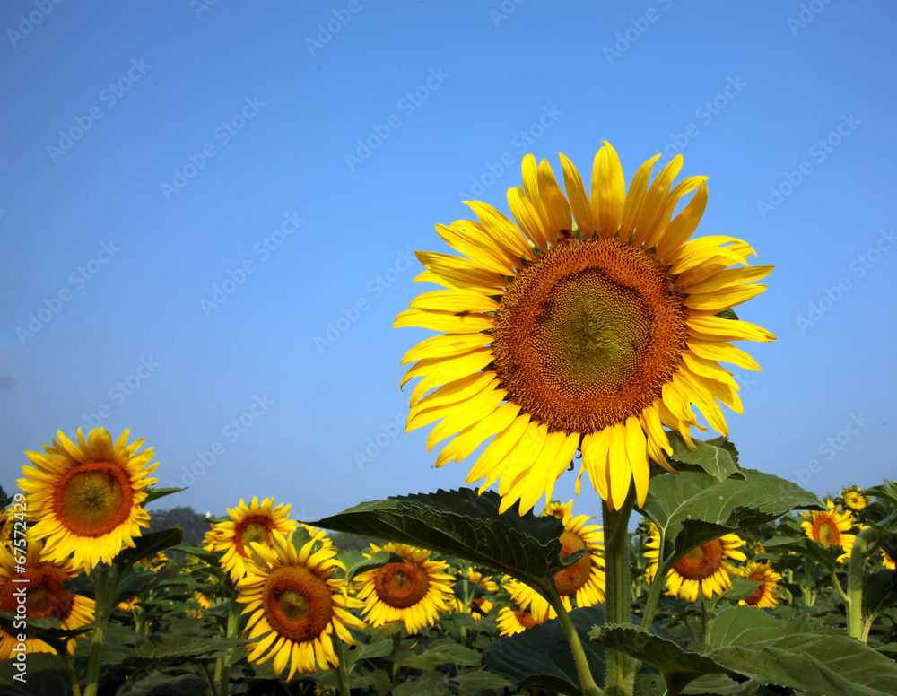 Sunflower