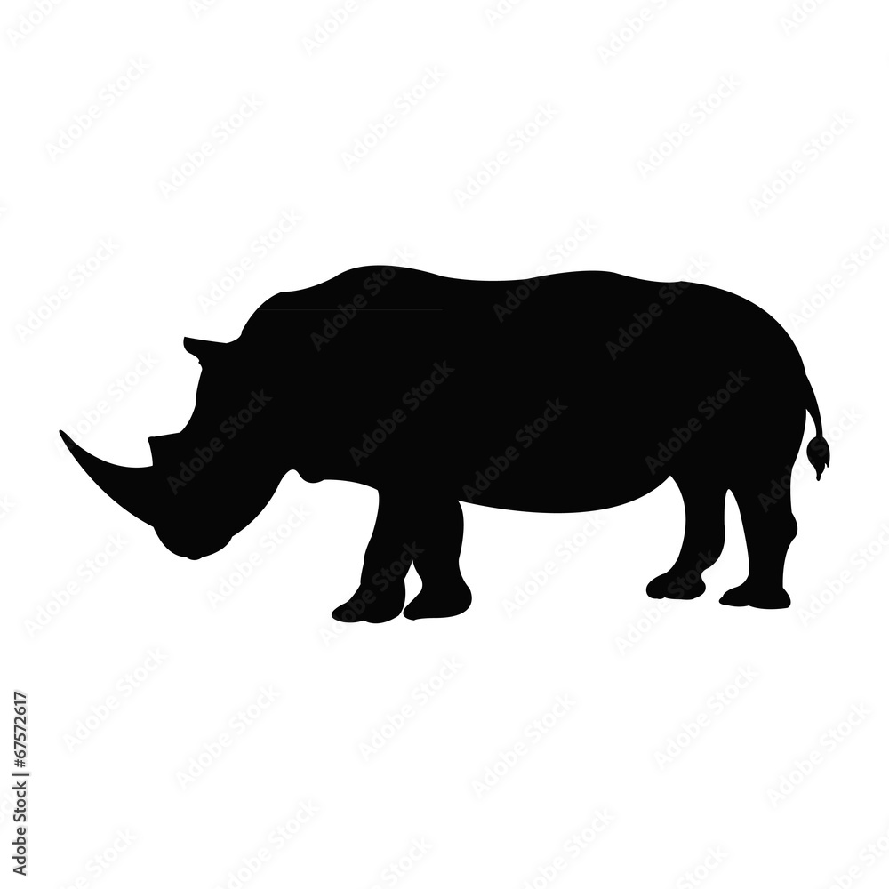 Fototapeta premium Rhino