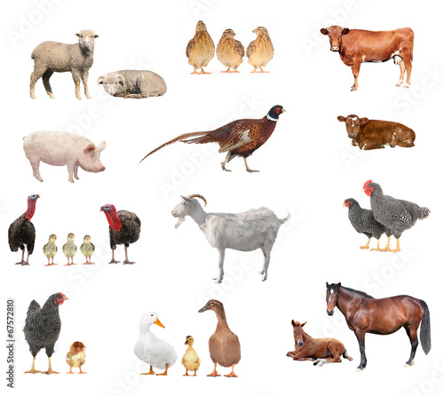livestock © fotomaster