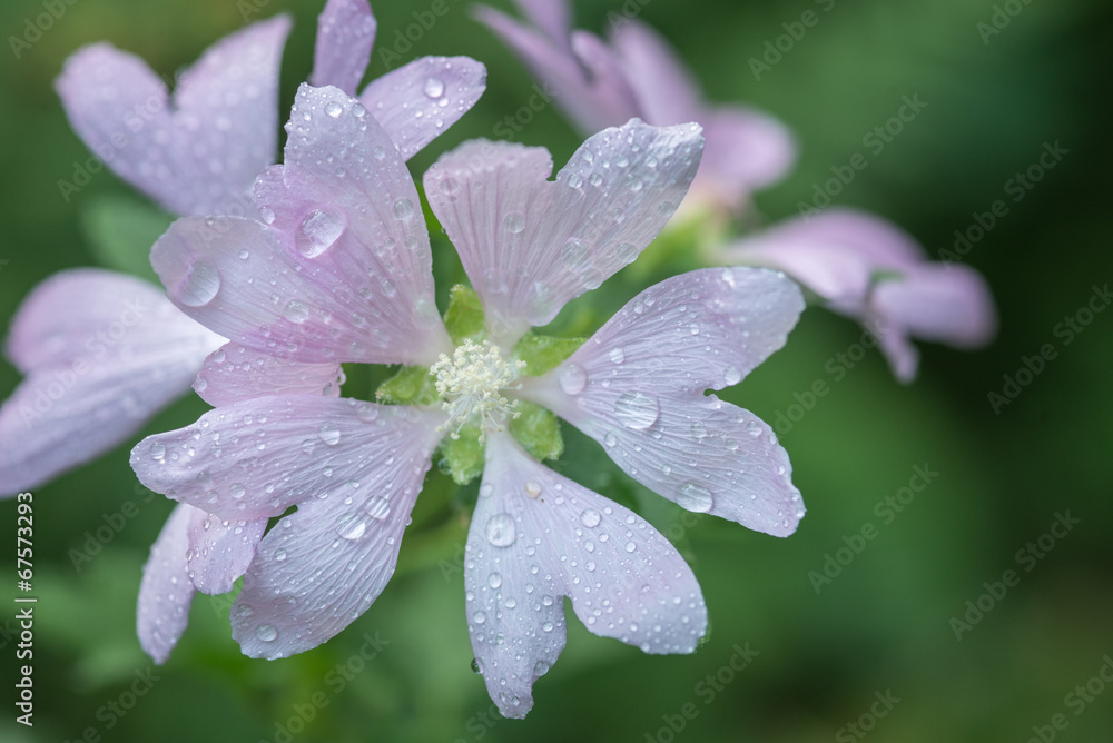 flower flower