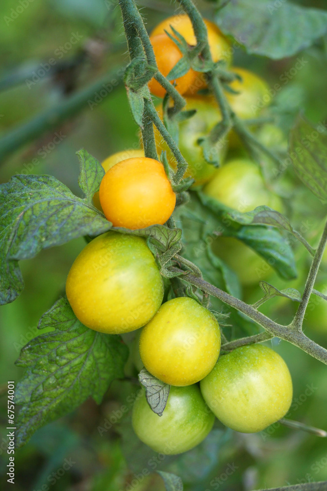 pomodori tondi gialli su pianta