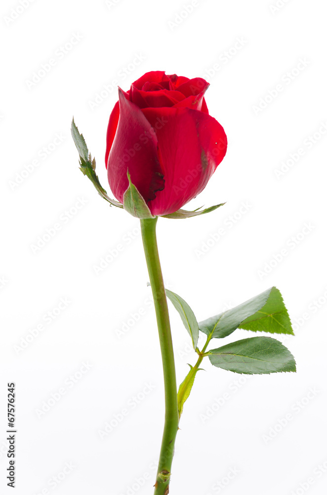 Red rose Red rose