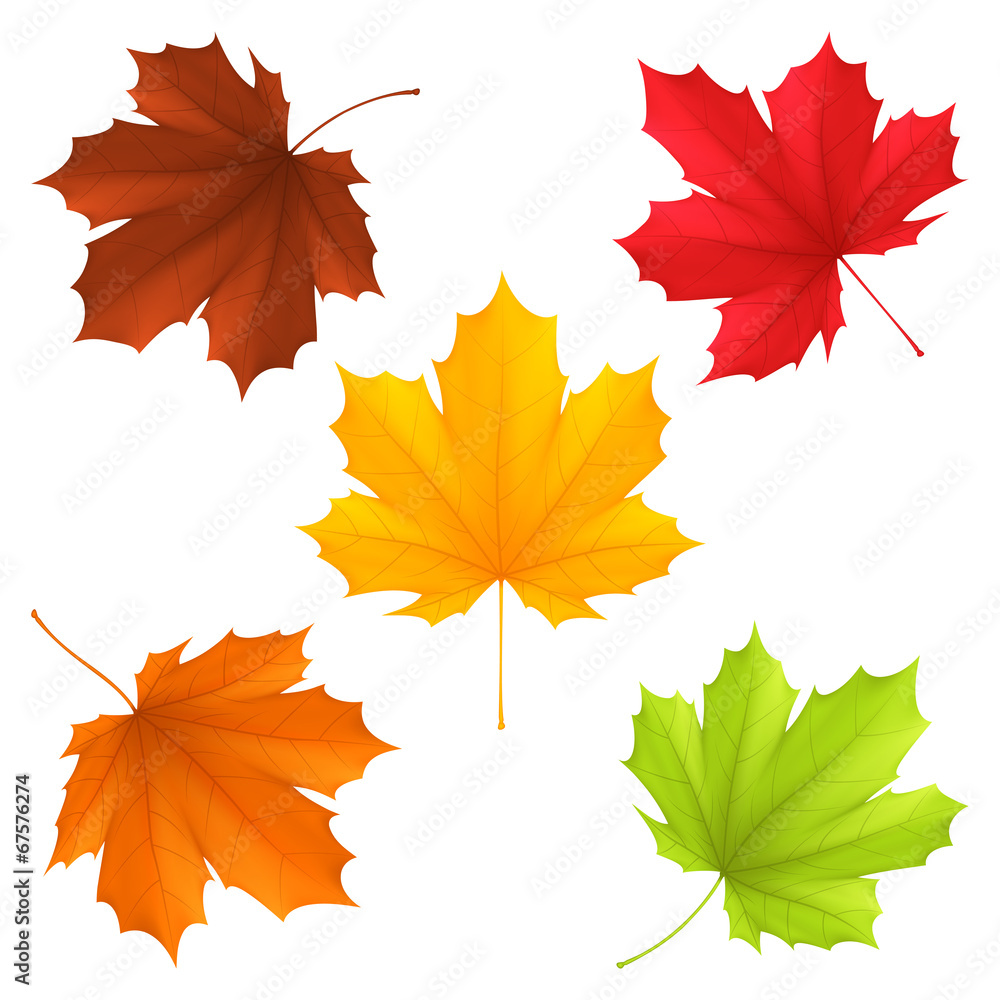 Obraz premium Collection of color autumn leaves.