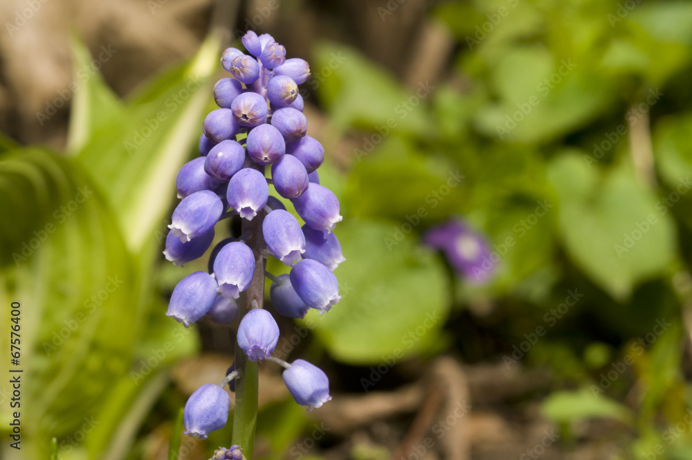Purple Blossom Purple Blossom