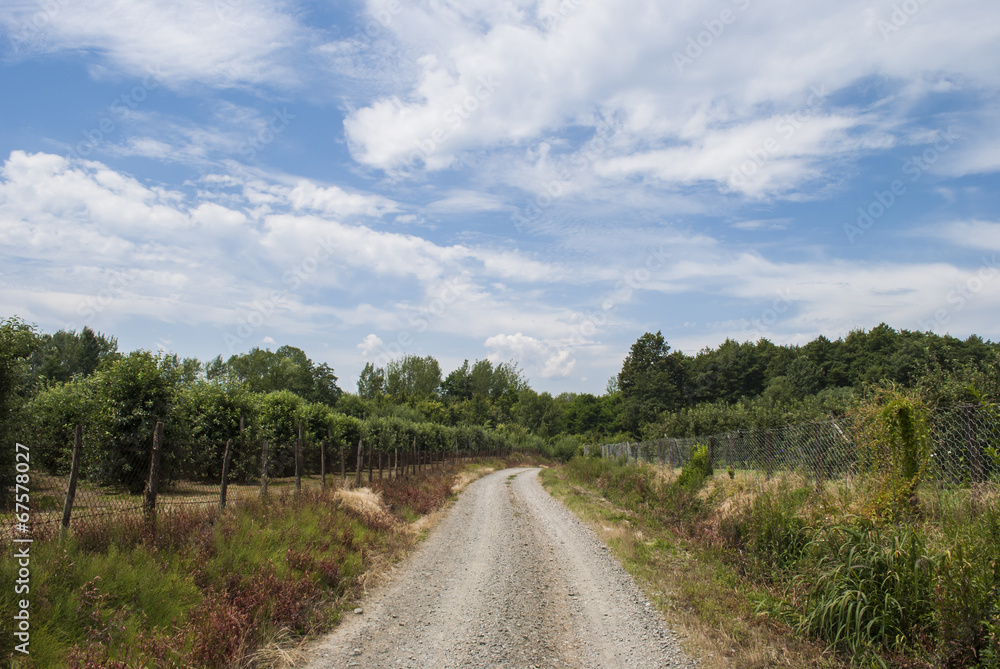 Gravel Road Between Orchards