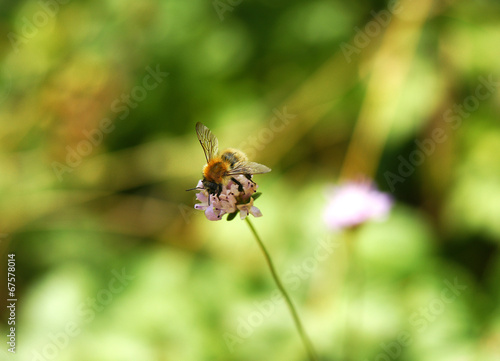 Insecto sobre una flor © sanguer