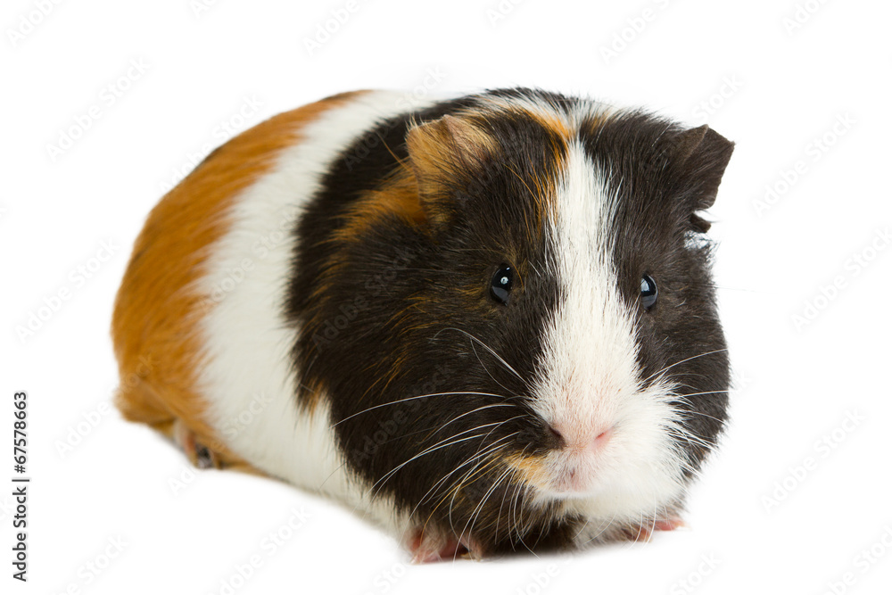Guinea pig Guinea pig