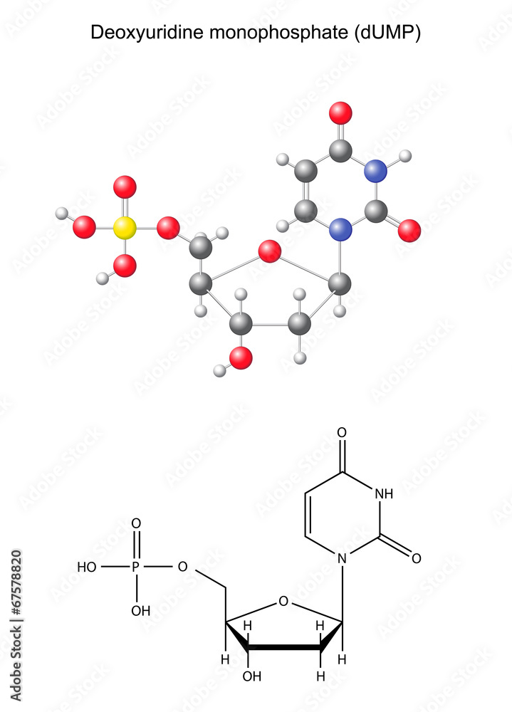 Chemical formula and model of uridine monophosphate