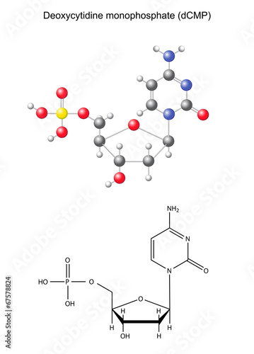 Сhemical formula and model of deoxycytidine monophosphate