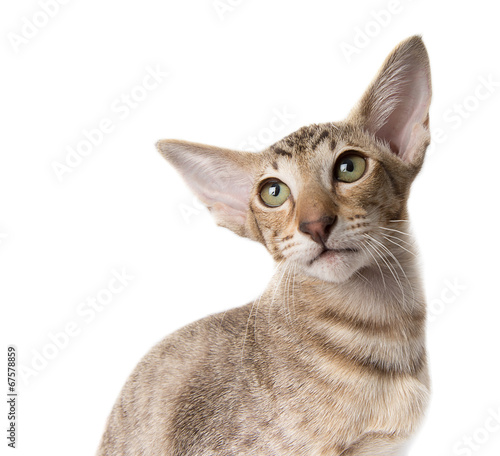 Fotografie Attentive serious tabby ginger oriental kitten