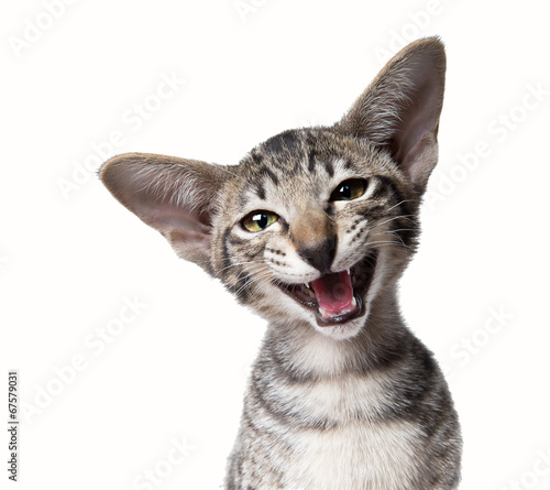 Fotografie Funny smiling ugly meowing small kitten  Close up portrait isola