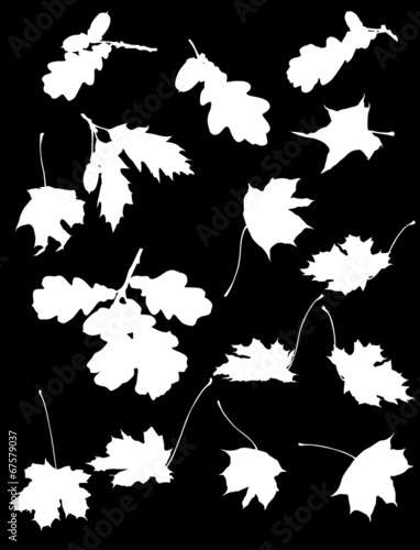 set of maple and oak leaves silhouettes isolated on black