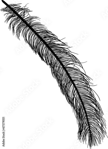 illustration with long black ostrich feather