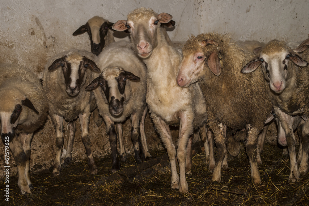 Obraz premium Curious Sheep