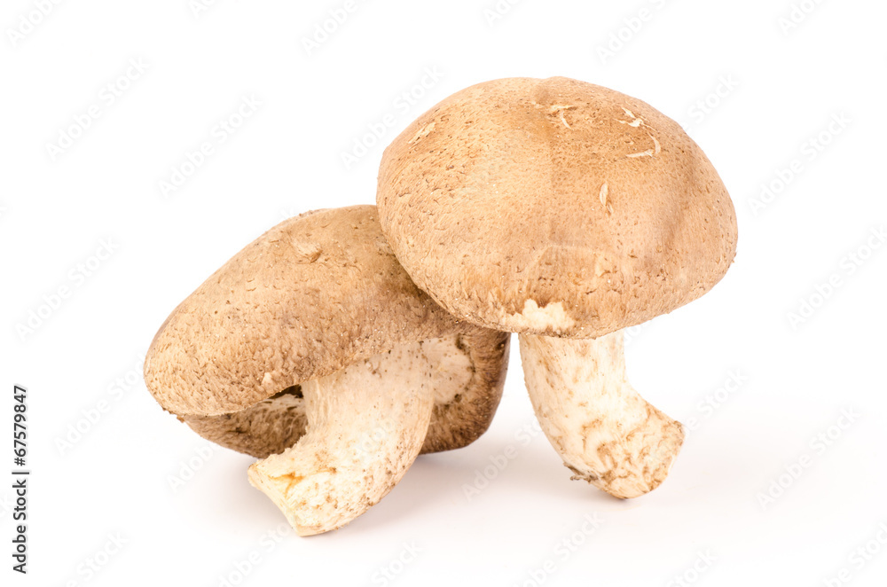 Fototapeta premium Fresh shitake mushroom