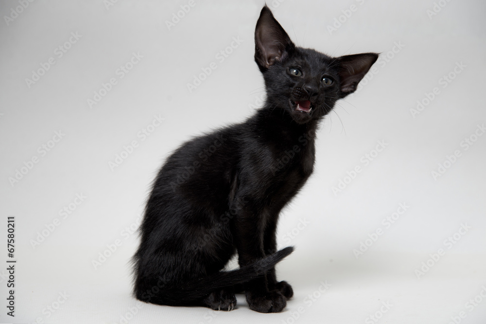Funny black oriental two-month kitten meowing
