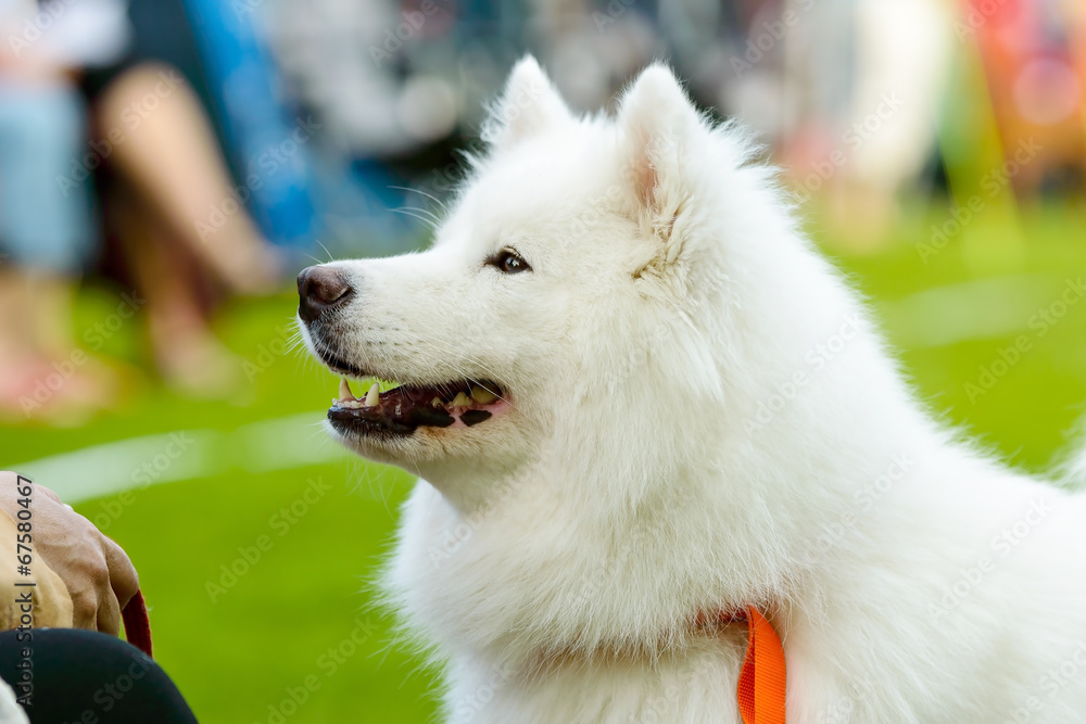 Obraz premium Samoyed dog