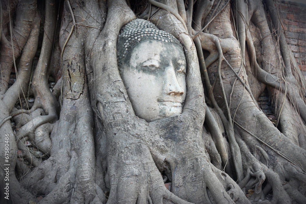 Ayutthaya Buddha head