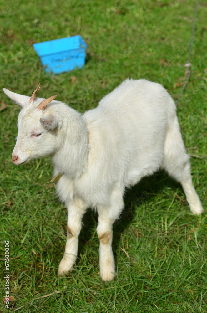 Obraz premium White kid goat
