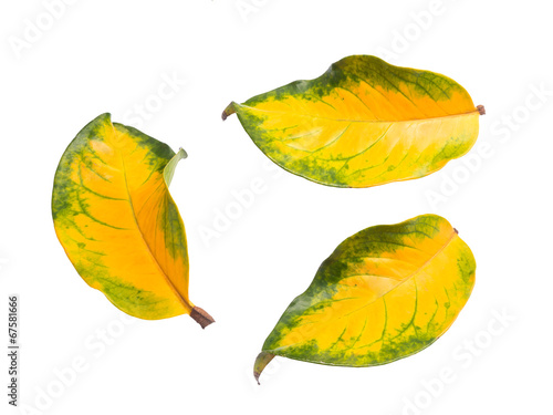 Close up green and yellow fall leaf isolated