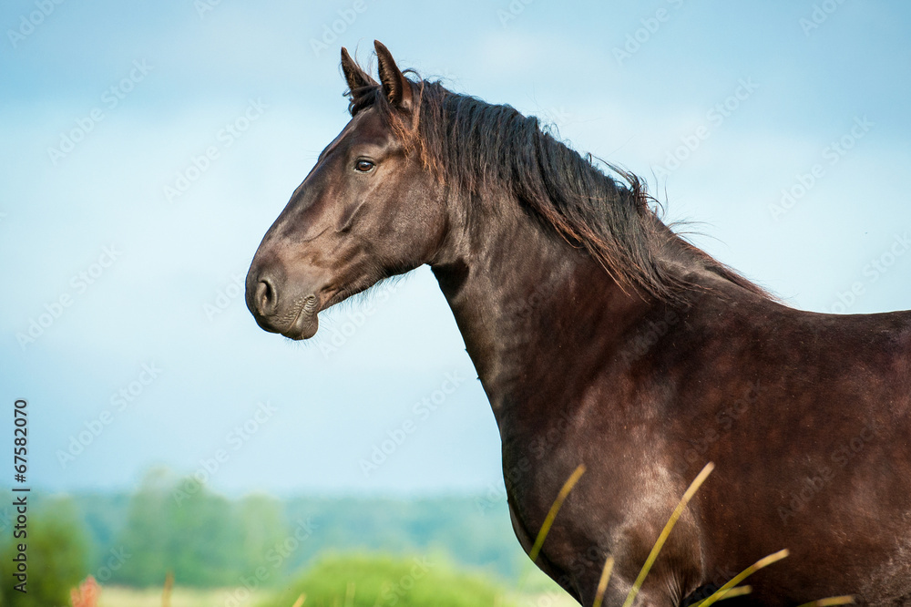 Fototapeta premium Portrait of beautiful black stallion