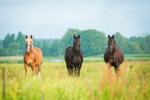Three beautiful horses standing on the field in summer