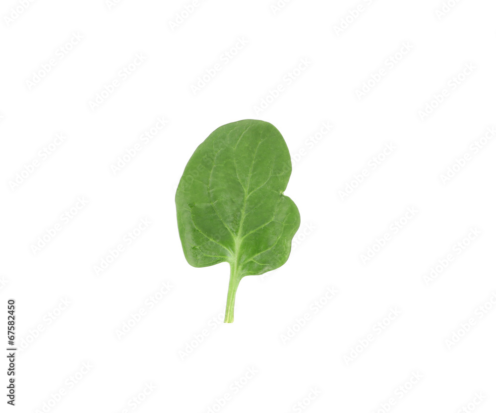 Close up of green spinach. Close up of green spinach.
