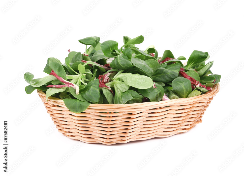 Close up of basil with cabbage in basket. Close up of basil with cabbage in basket.