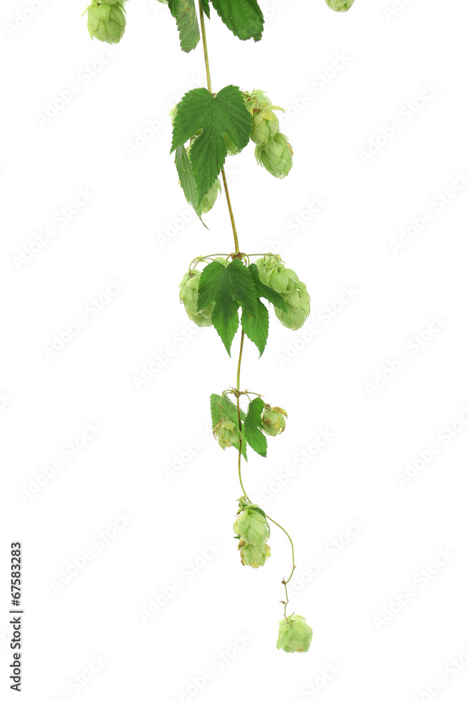 Sprig of hop. Sprig of hop.