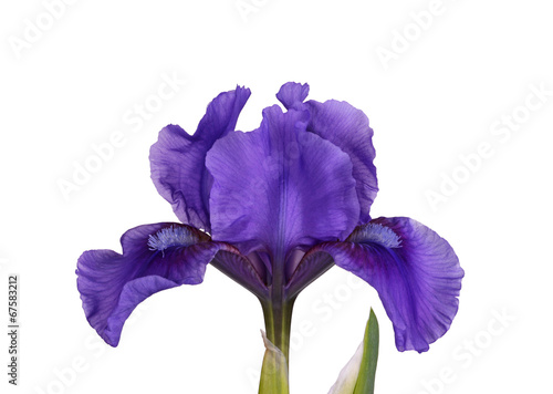 Dark purple flower of a dwarf bearded iris isolated