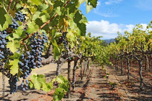 Grapes on the vine in the Napa Valley of California