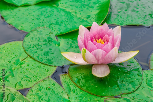 Beautiful pink waterlily or lotus flower with rain drops in a la photo