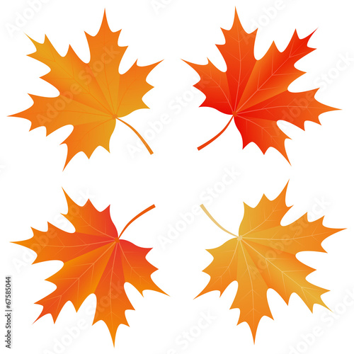 set of autumn maple leaf