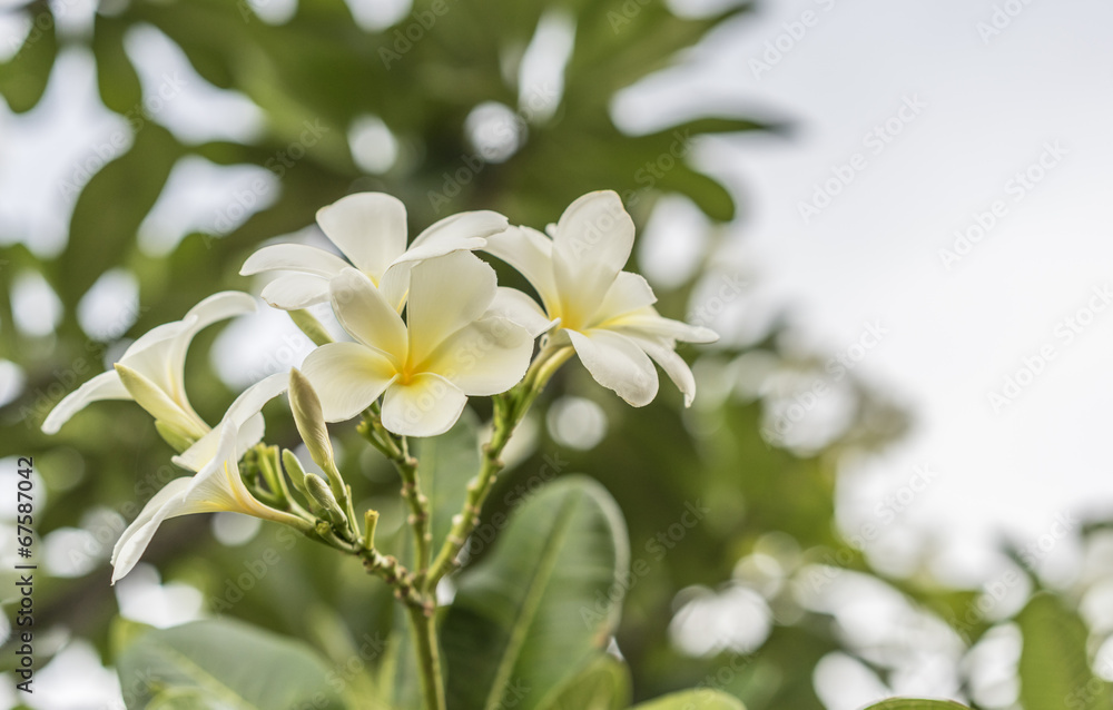 Plumeria flowers Plumeria flowers